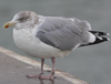 Herring Gull