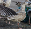 Herring Gull