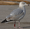 Herring Gull