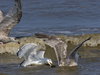 2cy argentatus in July. (70842 bytes)