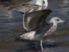 2cy argentatus in July. (70842 bytes)