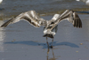 2cy argentatus in July. (70842 bytes)