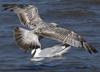 2cy argentatus in July. (70842 bytes)