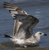 2cy argentatus in July. (70842 bytes)