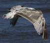 2cy argentatus in July. (70842 bytes)