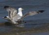 2cy argentatus in July. (70842 bytes)
