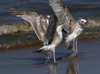 2cy argentatus in July. (70842 bytes)
