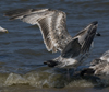 2cy argentatus in July. (70842 bytes)