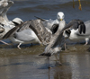 2cy argentatus in July. (70842 bytes)
