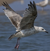 2cy argentatus in July. (70842 bytes)