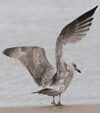 2cy argentatus in November. (81321 bytes)