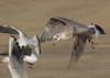 3cy argentatus in January. (80207 bytes)