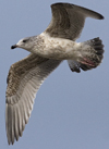 3cy argentatus in January. (80207 bytes)