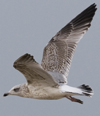 3cy argentatus in January. (80207 bytes)