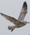 3cy argentatus in January. (80207 bytes)