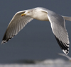 3cy argentatus in January. (80207 bytes)