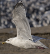 3cy argentatus in January. (80207 bytes)