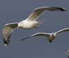 3cy argentatus in January. (80207 bytes)