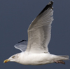 3cy argentatus in January. (80207 bytes)