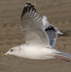 3cy argentatus in January. (80207 bytes)