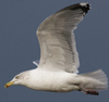 3cy argentatus in January. (80207 bytes)