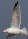 3cy argentatus in January. (80207 bytes)