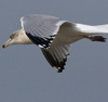 3cy argentatus in January. (80207 bytes)