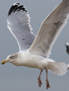 3cy argentatus in January. (80207 bytes)