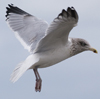 Herring Gull