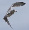 Herring Gull