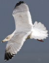 3cy argentatus in January. (80207 bytes)