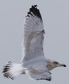 3cy argentatus in January. (80207 bytes)