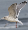 3cy argentatus in January. (80207 bytes)