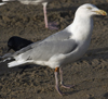 3cy argentatus in January. (80207 bytes)