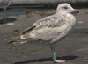 1cy argenteus in August, ringed in Belgium. (90559 bytes)