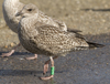 1cy argenteus in August, ringed in Belgium. (90559 bytes)