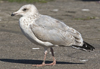 2cy argenteus in July, ringed in the Netherlands. (103953 bytes)