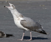 Herring Gull
