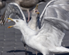 Herring Gull