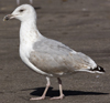 Herring Gull