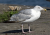 1cy argenteus in August, ringed in Belgium. (90559 bytes)