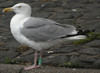 1cy argenteus in August, ringed in Belgium. (90559 bytes)
