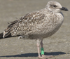1cy argenteus in August, ringed in Belgium. (90559 bytes)