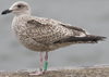 1cy argenteus in August, ringed in Belgium. (90559 bytes)