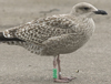 1cy argenteus in August, ringed in Belgium. (90559 bytes)