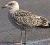 1cy argenteus in August, ringed in Belgium. (90559 bytes)