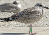 1cy argenteus in August, ringed in Belgium. (90559 bytes)