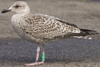 1cy argenteus in August, ringed in Belgium. (90559 bytes)