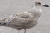 1cy argenteus in September (65624 bytes)
