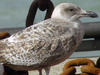 1cy argenteus in September (65624 bytes)